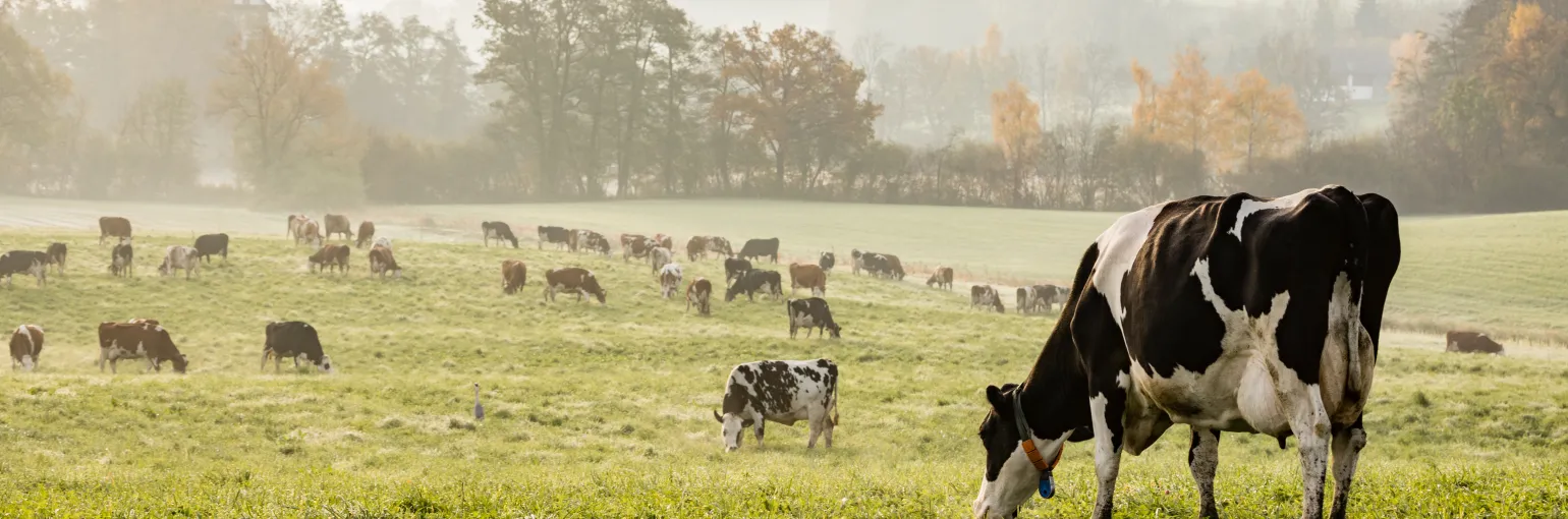 Koe_landschap
